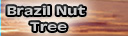 Brazil Nut Tree
